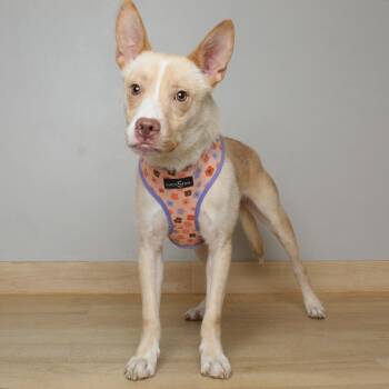 Labrador Retriever and Pit Bull Terrier Dogs Available for Adoption in Minnetonka, Minnesota - Skippie D69329 | PetCurious