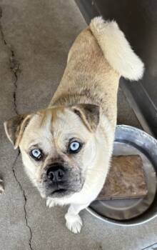 Rescue Pug and Siberian Husky Dogs for Adoption in San Bernardino, California - WADE | PetCurious