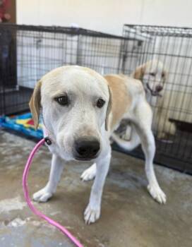 Copper -  Great Pyrenees Dog for Adoption in Chesterfield, South Carolina - Copper | PetCurious