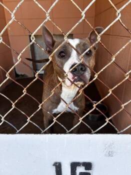 Pit Bull Terrier Dogs Available for Adoption in Gautier, Mississippi - Relish | PetCurious