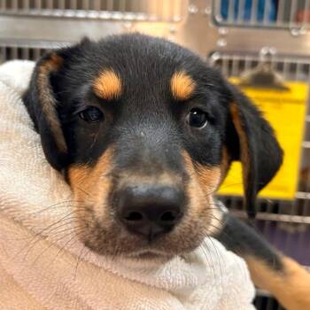 Bard -  Labrador Retriever and Collie Dog for Adoption in Woodinville, Washington - Bard | PetCurious