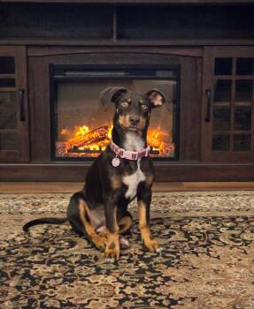 Doberman Pinscher Dogs Available for Adoption - Pepper | PetCurious