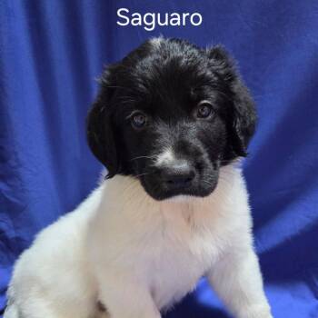 Saguaro - Coming soon! -  Mixed Breed Dog for Adoption in Naperville, Illinois - Saguaro - Coming Soon! | PetCurious