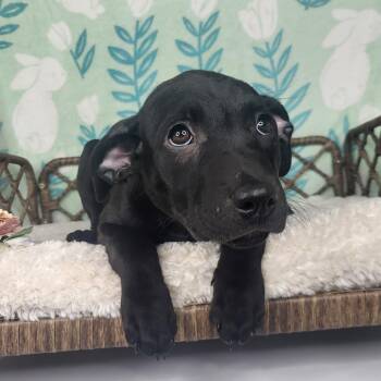 Fern -  Black Labrador Retriever Dog for Adoption in Fort Wayne, Indiana - Fern | PetCurious