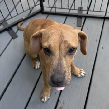 Dory -  Retriever and Mixed Breed Dog for Adoption in South Elgin, Illinois - Dory | PetCurious