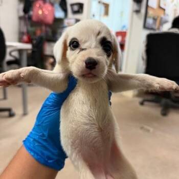 Deb -  Retriever and Mixed Breed Dog for Adoption in Morton Grove, Illinois - Deb | PetCurious