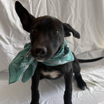 Olivia Benson -  Mixed Breed Dog for Adoption in Canal Winchester, Ohio - Olivia Benson | PetCurious