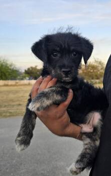 Terrier Dogs Available for Adoption - Teddy Bear | PetCurious