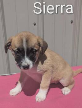 Mixed Breed Dogs Available for Adoption in Logan, Ohio - Sierra  | PetCurious