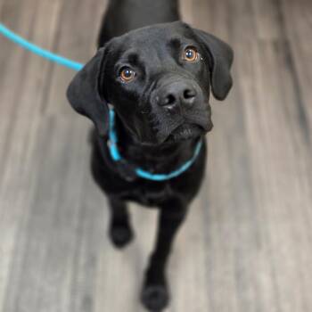 Gunner -  Mixed Breed Dog for Adoption in Sarasota, Florida - Gunner | PetCurious