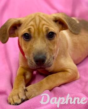 Daphne -  Labrador Retriever and Pit Bull Terrier Dog for Adoption in Princeton, Massachusetts - Daphne | PetCurious