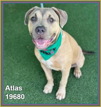 ATLAS -  Mastiff and Pit Bull Terrier Dog for Adoption in Marietta, Georgia - ATLAS | PetCurious