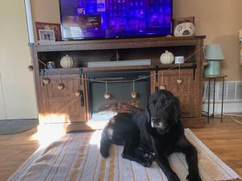 Rescue Labrador Retriever Dogs for Adoption in Warrington, Pennsylvania - Sancho | PetCurious