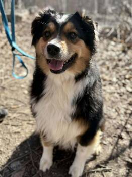 Australian Shepherd Dogs Available for Adoption in Manchester, New Hampshire - Cobalt In NH! Come Meet Our Adoptable Dogs Wednesday-Saturday. M | PetCurious