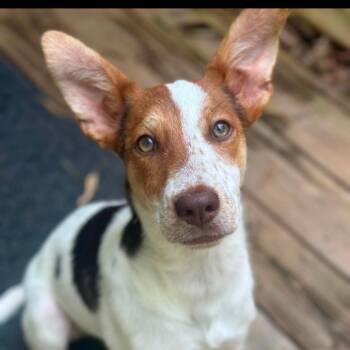 Jell-O -  Mixed Breed Dog for Adoption in Rockville, Maryland - Jell-O | PetCurious