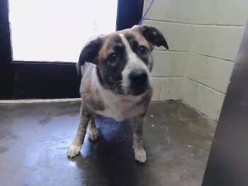 Saint Bernard and Mixed Breed Dogs Available for Adoption in Tulsa, Oklahoma - SAHFIRE | PetCurious
