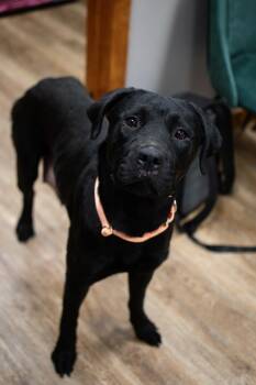 Scarlett -  Labrador Retriever Dog for Adoption in Frankfort, New York - Scarlett | PetCurious