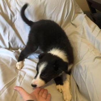 Donnie -  Border Collie and Mixed Breed Dog for Adoption in Nampa, Idaho - Donnie | PetCurious