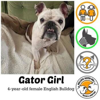 Rescue English Bulldog Dogs for Adoption in Bonney Lake, Washington - GATOR GIRL | PetCurious