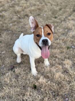 Pit Bull Terrier Dogs Available for Adoption - Nerm | PetCurious