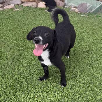 Samuel -  Chihuahua and Mixed Breed Dog for Adoption in Las Vegas, Nevada - Samuel | PetCurious