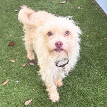 Spanky -  Terrier Dog for Adoption in St. Petersburg, Florida - Spanky | PetCurious