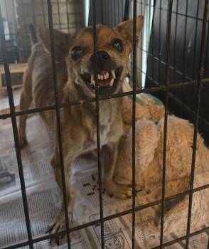 Studley Dudley -  Chihuahua Dog for Adoption in El Dorado, Arkansas - Studley Dudley | PetCurious