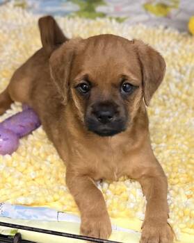 Pug and Miniature Poodle Dogs Available for Adoption - Raven | PetCurious