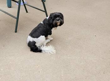 Rescue Shih Tzu Dogs for Adoption in Schofield, Wisconsin - Hallie | PetCurious
