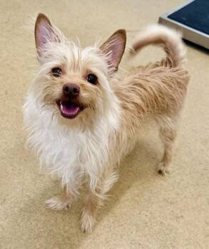 Cairn Terrier and Mixed Breed Dogs Available for Adoption in Derwood, Maryland - BLONDIE | PetCurious