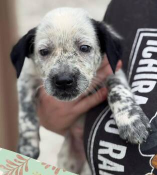 Goldblum -  Mixed Breed Dog for Adoption in Murray, Kentucky - Goldblum | PetCurious