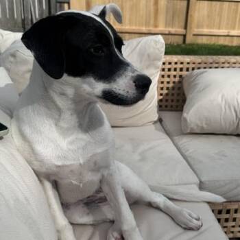 Mixed Breed Dogs Available for Adoption in Madison, Wisconsin - Cali | PetCurious