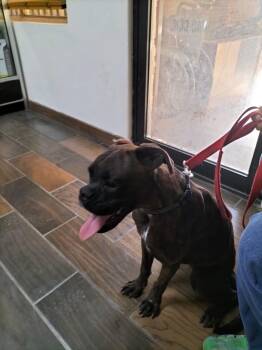 Rescue Boxer Dogs for Adoption in Middlesex, New Jersey - Belinda Coming Soon | PetCurious