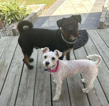 Mickell and Khloe -  Miniature Schnauzer Dog for Adoption in Fanwood, New Jersey - Mickell And Khloe | PetCurious
