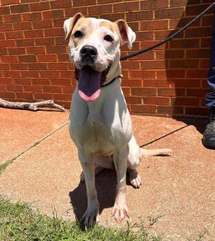 Kenzie -  Boxer Dog for Adoption in Stillwater, Oklahoma - Kenzie | PetCurious