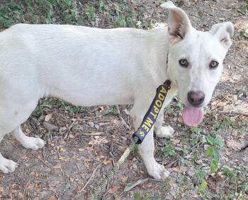 Salt -  Labrador Retriever and Mixed Breed Dog for Adoption in Lockhart, Texas - Salt | PetCurious