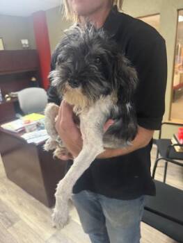 Marcus -  Miniature Schnauzer Dog for Adoption in Cushing, Oklahoma - Marcus | PetCurious