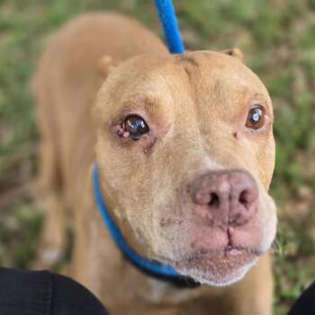 Pit Bull Terrier Dogs Available for Adoption in Sarasota, Florida - Calvin | PetCurious