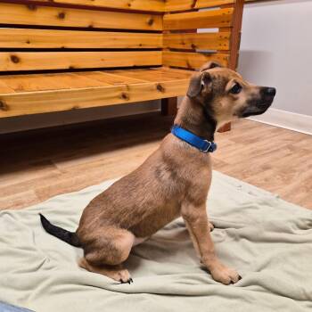Truman -  Mixed Breed Dog for Adoption in Woodstock, Illinois - Truman | PetCurious