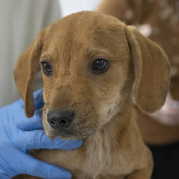 Rescue Retriever and Hound Dogs for Adoption in Hobart, Indiana - Rusty | PetCurious