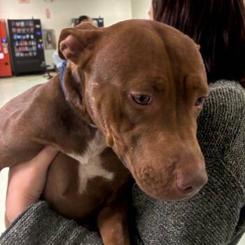 Tinga -  Mixed Breed Dog for Adoption in Philadelphia, Pennsylvania - Tinga | PetCurious