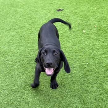 Coonhound and Labrador Retriever Dogs Available for Adoption in Lakewood Ranch, Florida - Randy Travis | PetCurious