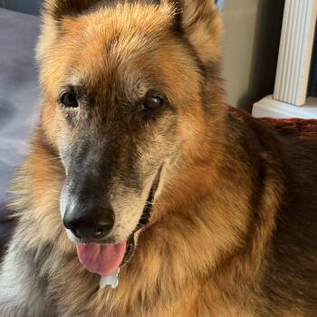 German Shepherd Dog Dogs Available for Adoption - Gramps | PetCurious