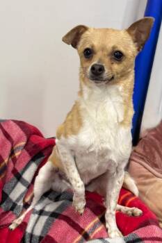 Mixed Breed Dogs Available for Adoption in Thousand Oaks, California - Sunny | PetCurious