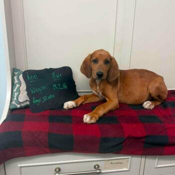 Ron -  Coonhound and Mixed Breed Dog for Adoption in Walworth, New York - Ron | PetCurious