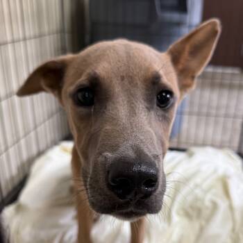 Rescue Labrador Retriever Dogs for Adoption in Jacksonville, Arkansas - Prince | PetCurious