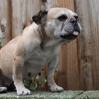 Maddy -  French Bulldog Dog for Adoption in Orange Park, Florida - Maddy | PetCurious