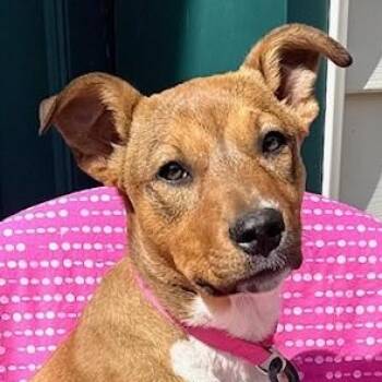Basenji and Jack Russell Terrier Dogs Available for Adoption in Andover, Massachusetts - Ikota | PetCurious