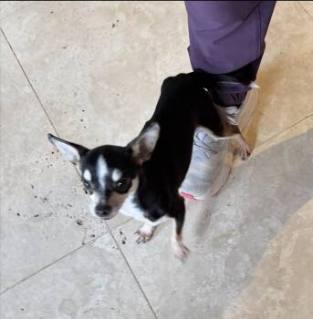 Chihuahua Dogs Available for Adoption in Richmond, Texas - Baby Spice | PetCurious