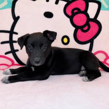 cari -  German Shepherd Dog Dog for Adoption in Tucson, Arizona - Cari | PetCurious